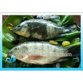 ROULEAU ENGRAIS CONGELÉ G &amp; S BLACK TILAPIA